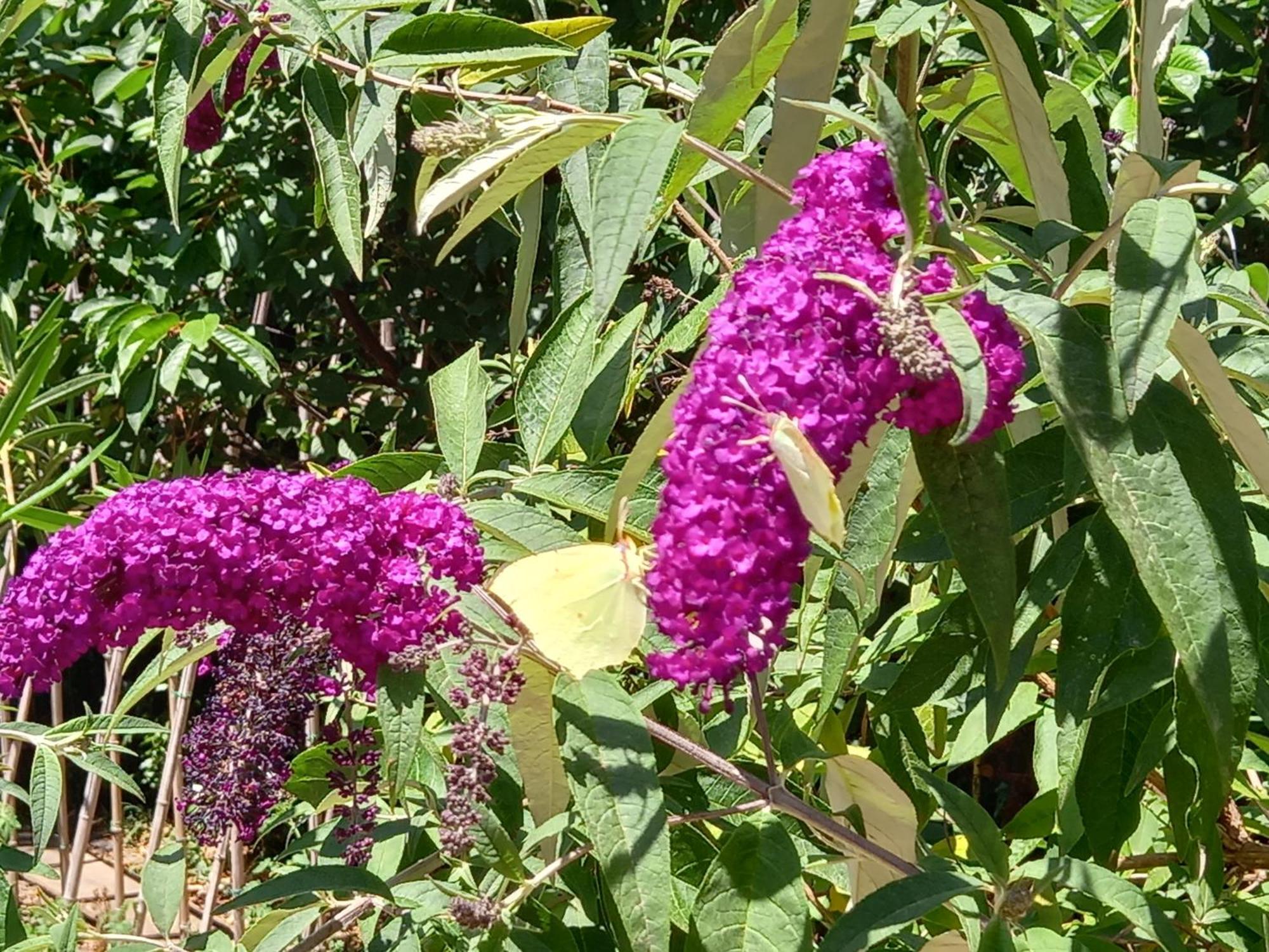 Saint-Rémy-de-Provence La Roulotte Du Petit Paradis מראה חיצוני תמונה