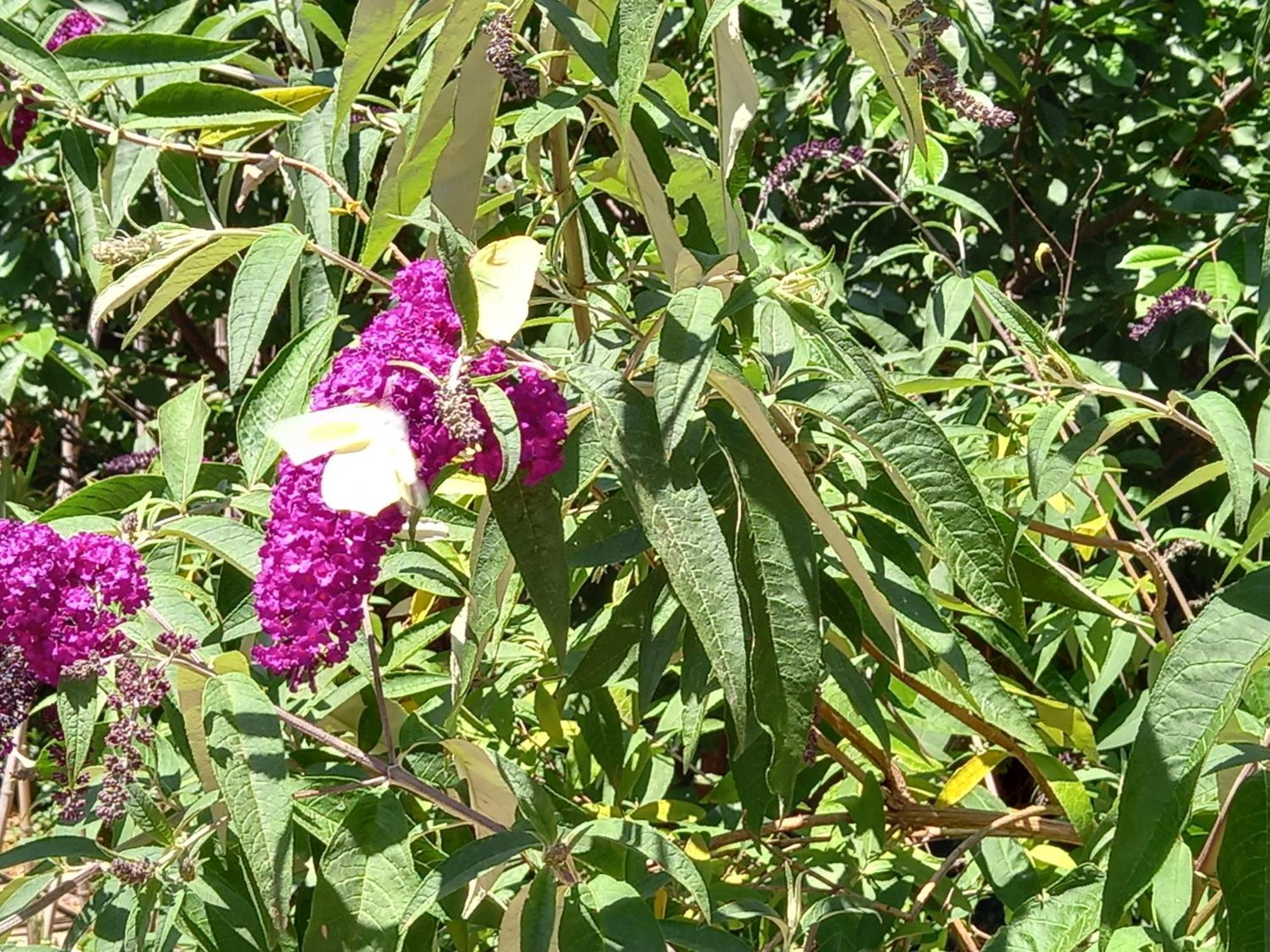 Saint-Rémy-de-Provence La Roulotte Du Petit Paradis מראה חיצוני תמונה