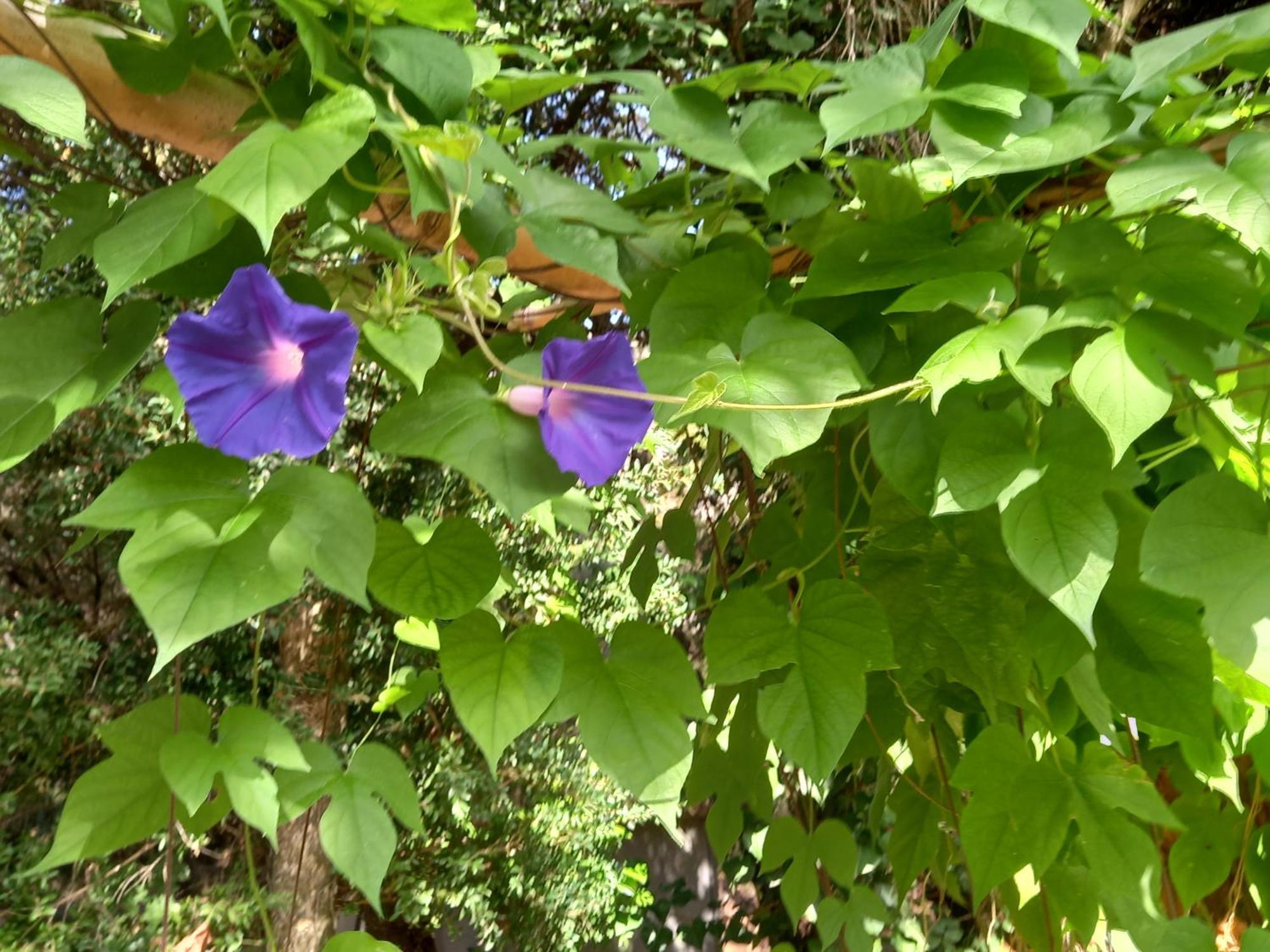 Saint-Rémy-de-Provence La Roulotte Du Petit Paradis מראה חיצוני תמונה